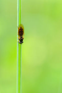 Close-up of insect on green leaf