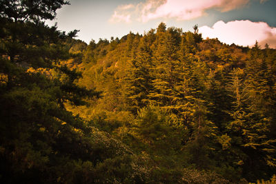 Trees in forest against sky during sunset