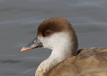 Close-up of a bird