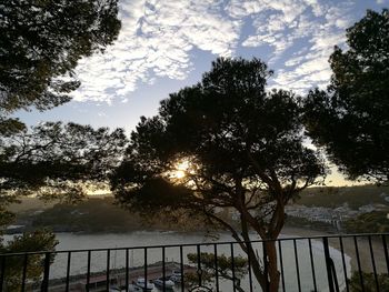 Trees against sky during sunset