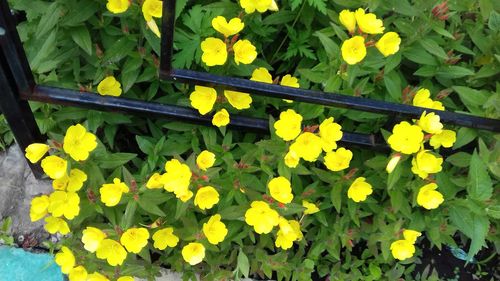 High angle view of yellow flowering plants