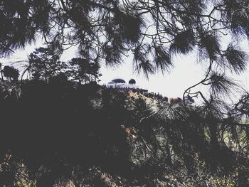 Low angle view of trees against sky