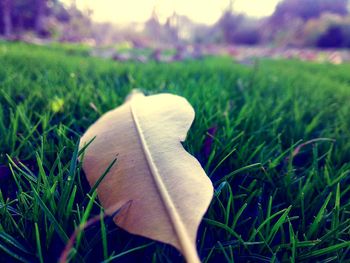 Plants growing on grassy field