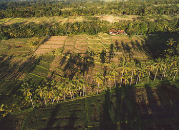 High angle view of rice paddies 