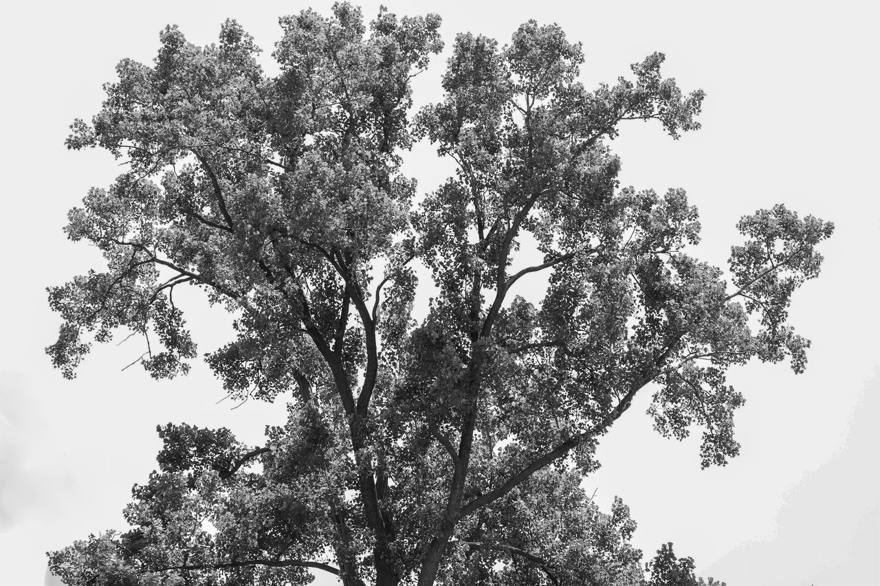 LOW ANGLE VIEW OF TREE AGAINST SKY