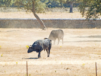 Horse on field