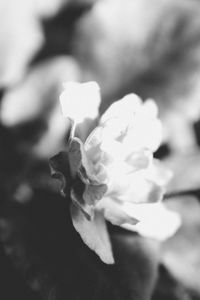 Close-up of rose against blurred background