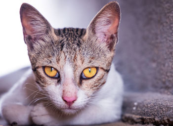 Close-up portrait of cat