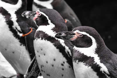 Close-up of penguins