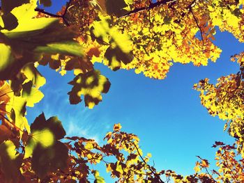 Low angle view of tree against sky
