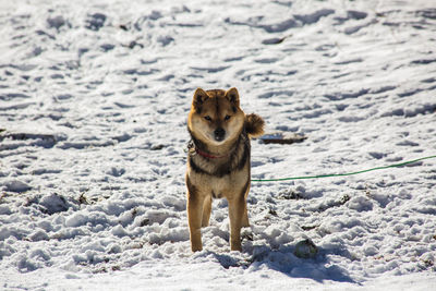 Dog on snowy field