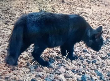 High angle view of horse on land