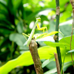 Close-up of insect on leaf