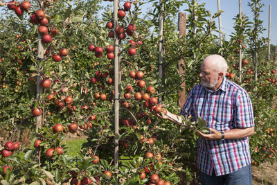 Senior man examining fruits on an apple plantation