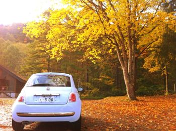 Trees by autumn leaves