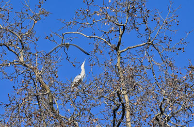 Low angle view of tree against blue sky