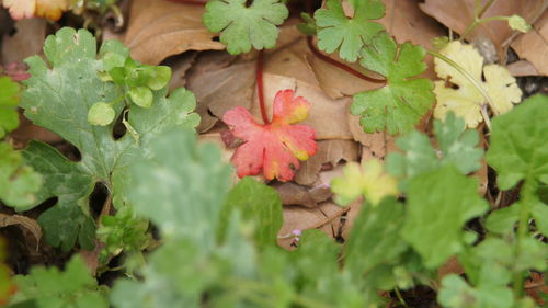 Close-up of maple leaves on plant