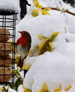 Close-up of bird perching on snow