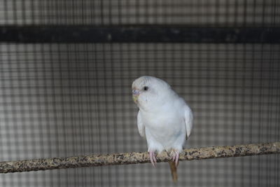 Close-up of bird perching in cage