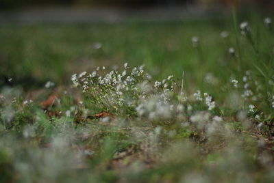 Close-up of wet flowers on field