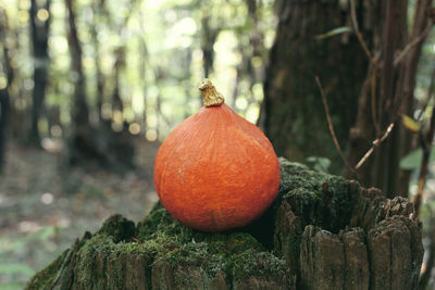 Close-up of pumpkins on tree stump.