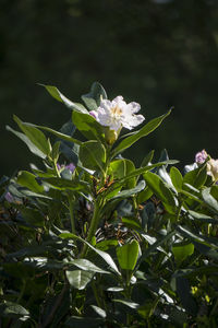 Close-up of white flowers blooming outdoors