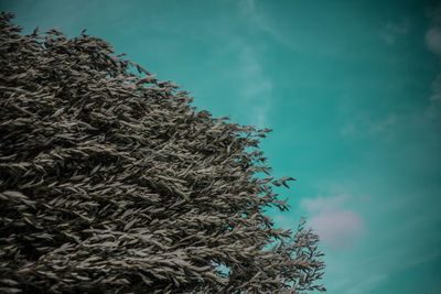 Low angle view of tree against blue sky