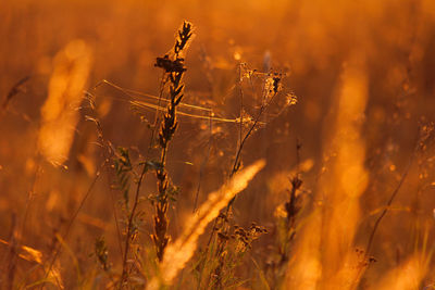 Close-up of wilted plant on field