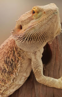 Close-up of a lizard