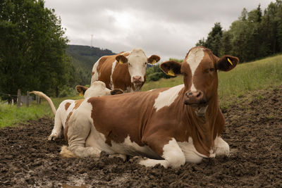 Cow family enjoying the nature...