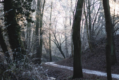 Trees in forest