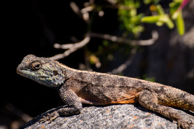 Lizard on rock