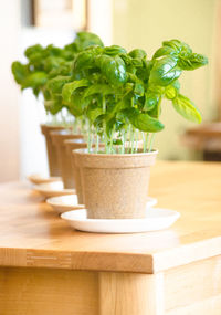 Row of potted plants on table