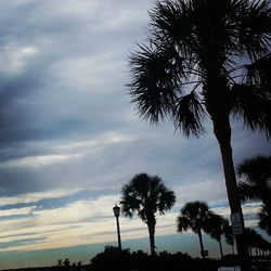 Low angle view of palm trees against sky