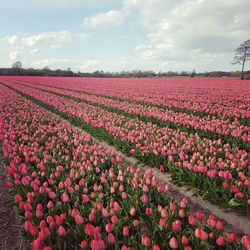 Scenic view of pink tulips on field against sky