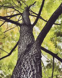 Low angle view of tree trunk in forest