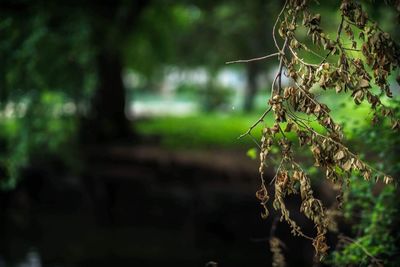 Close-up of plant against blurred background