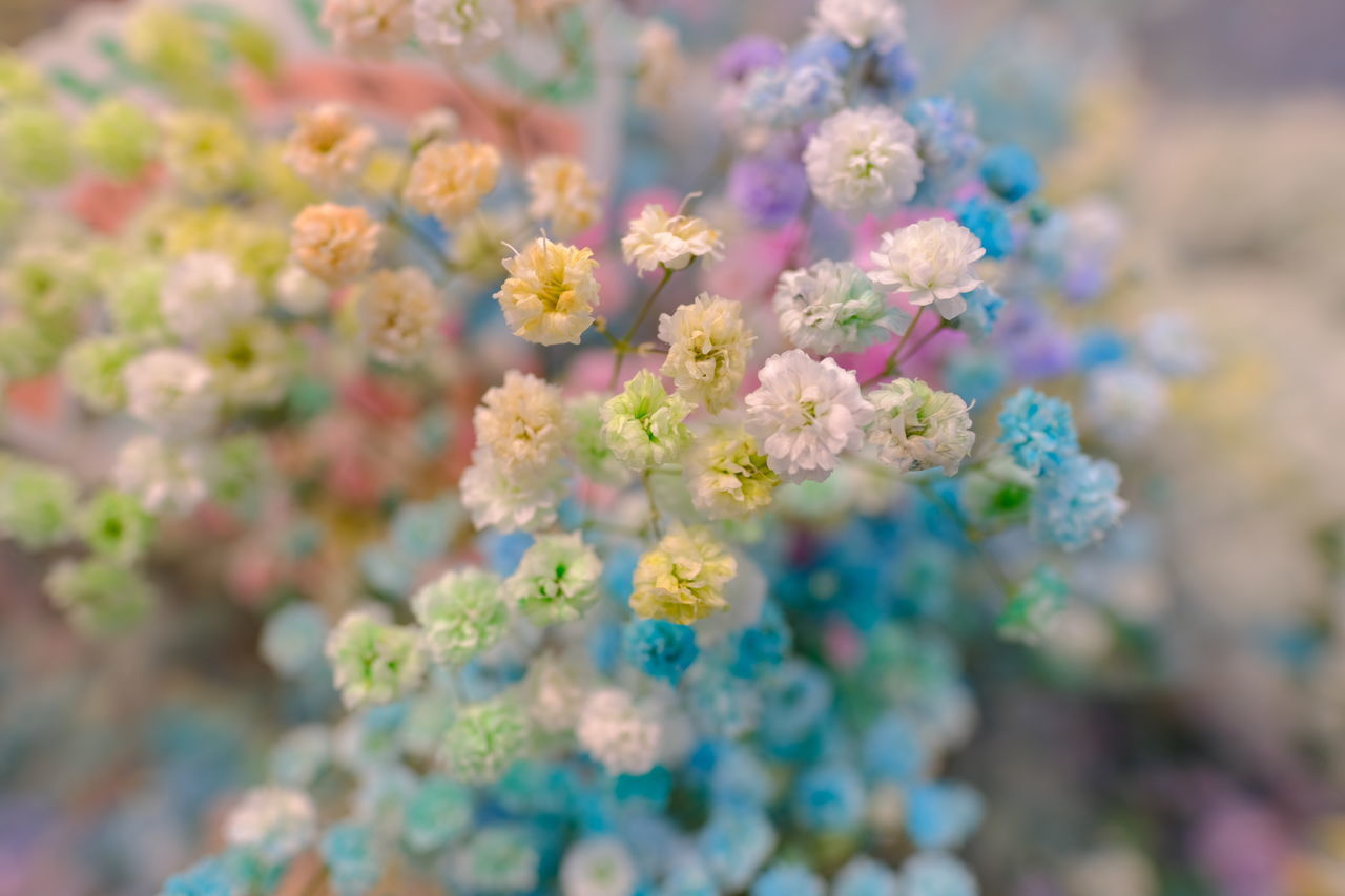 CLOSE-UP OF PINK FLOWERS