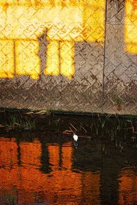 Shadow of a bird on a lake