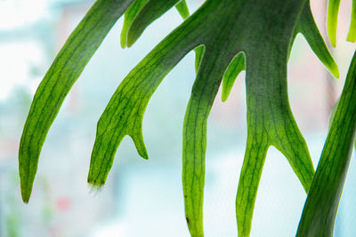 Close-up of green leaf