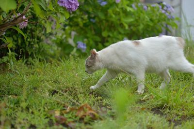 Cat walking on grassy field