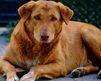Close-up portrait of dog relaxing outdoors