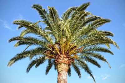 Low angle view of palm tree against blue sky