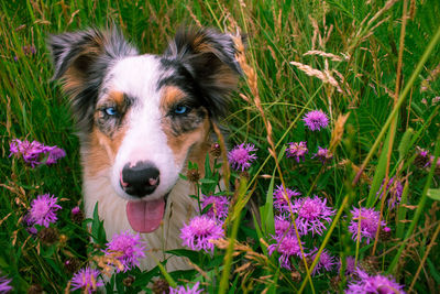 Portrait of a dog on field