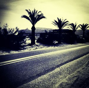 Road along palm trees