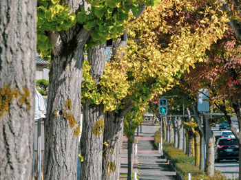 Footpath amidst plants during autumn