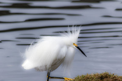 Close-up of white bird against lake