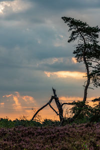 Silhouette trees on field against sky at sunset