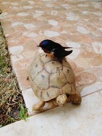 High angle view of tortoise on ground