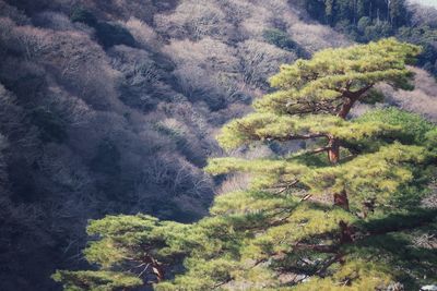 High angle view of trees in forest